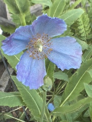 Meconopsis