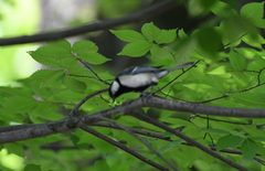 Parus minor
