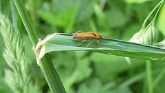 Cantharis rufa