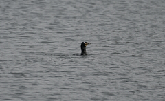 Phalacrocorax carbo