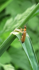 Cantharis rufa