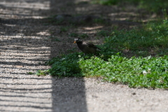 Spodiopsar cineraceus