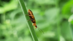 Cantharis rufa