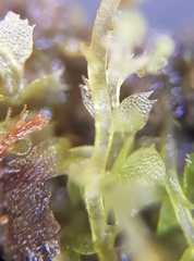 Calypogeia arguta