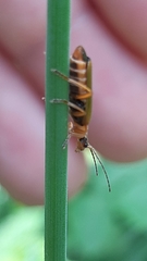 Cantharis rufa