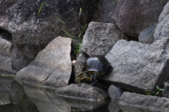 Trachemys scripta