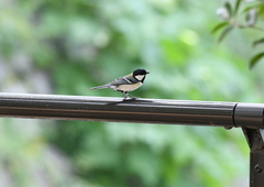 Parus minor