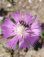 Trichodes longissimus