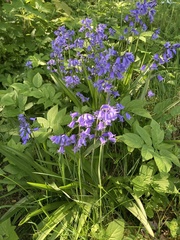 Hyacinthoides non-scripta