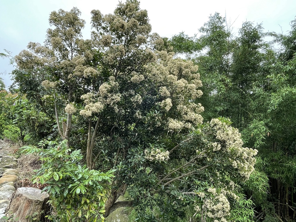 Siebold Ardisia