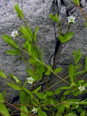Stellaria calycantha