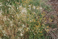 Crepis vesicaria haenseleri