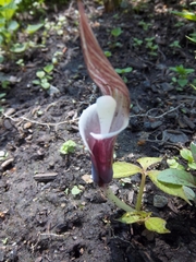 Arisaema sikokianum