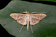 Nausinoe