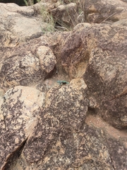 Platysaurus