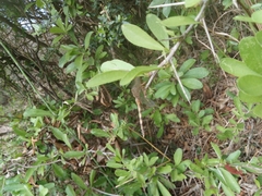 Platysaurus
