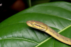 Boiga flaviviridis