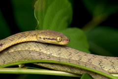 Boiga flaviviridis