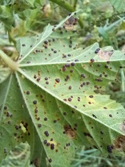 Puccinia malvacearum