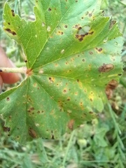 Puccinia malvacearum