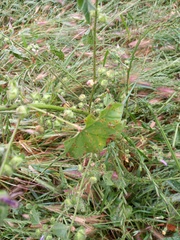 Puccinia malvacearum