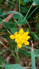Lotus uliginosus