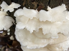 Favolus spatulatus