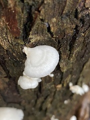 Favolus spatulatus