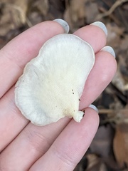 Favolus spatulatus