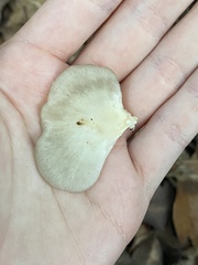 Favolus spatulatus