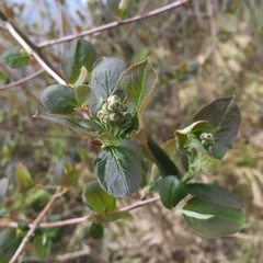 Aronia mitschurinii