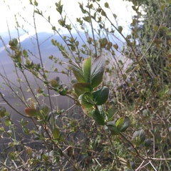 Aronia mitschurinii