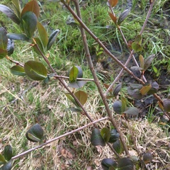Aronia mitschurinii