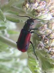 Malachius rubidus
