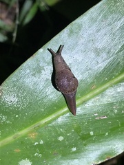 Fastosarion