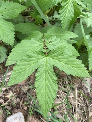Filipendula ulmaria