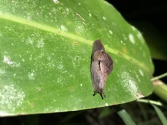Fastosarion
