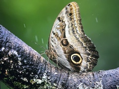 Caligo atreus