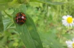 Harmonia axyridis