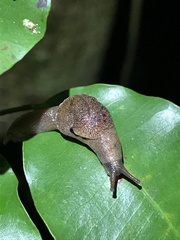 Fastosarion