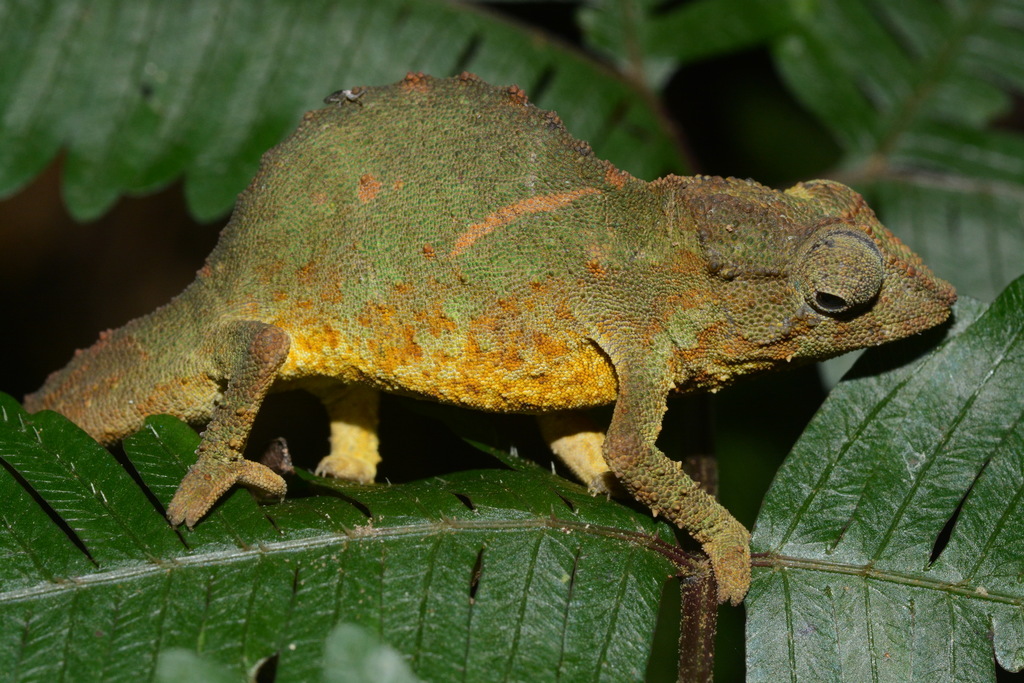 Pare Pygmy Chameleon