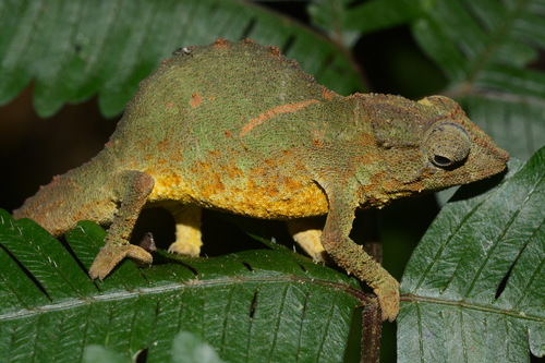Pare Pygmy Chameleon