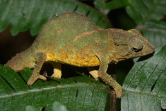 Rhampholeon viridis