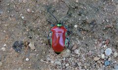 Calliphara imperialis