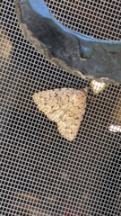 Autophila cataphanes