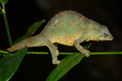 Rhampholeon viridis