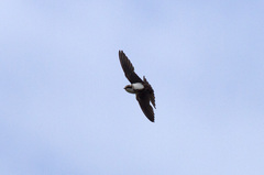 Cheramoeca leucosterna