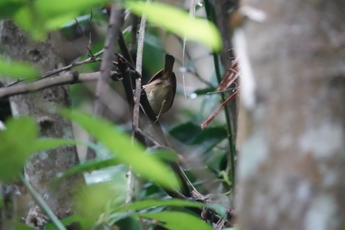Huet's Fulvetta (Alcippe hueti), photo 8