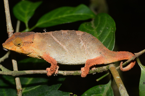 Green pygmy chameleon, Rhampholeon viridis
