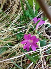 Primula integrifolia